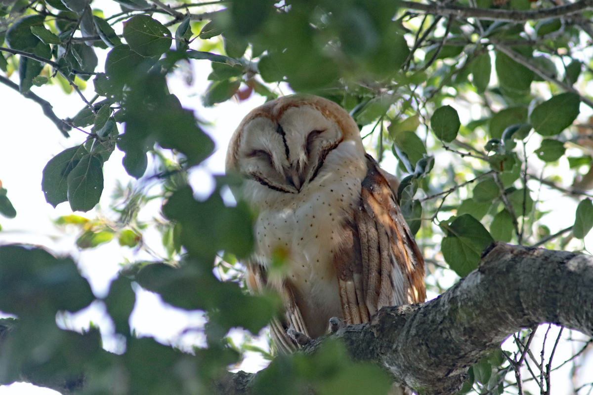 Barn Owl, Irvine Regional Park. Photo by Dave Weeshoff